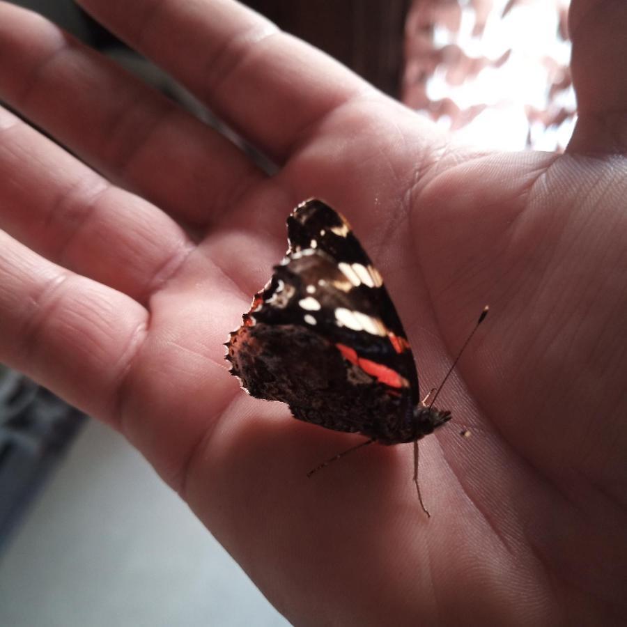 مبيت وإفطار Castelguelfo Le Piante Di Casa Samar المظهر الخارجي الصورة